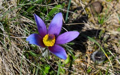 Kuhschellenwanderung 2019