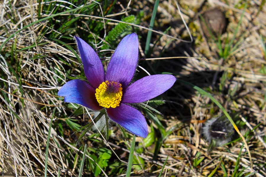 Kuhschellenwanderung 2019