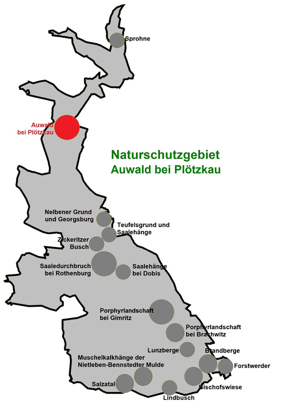 NSG Auwald bei Plötzkau NSG Auwald bei Plötzkau