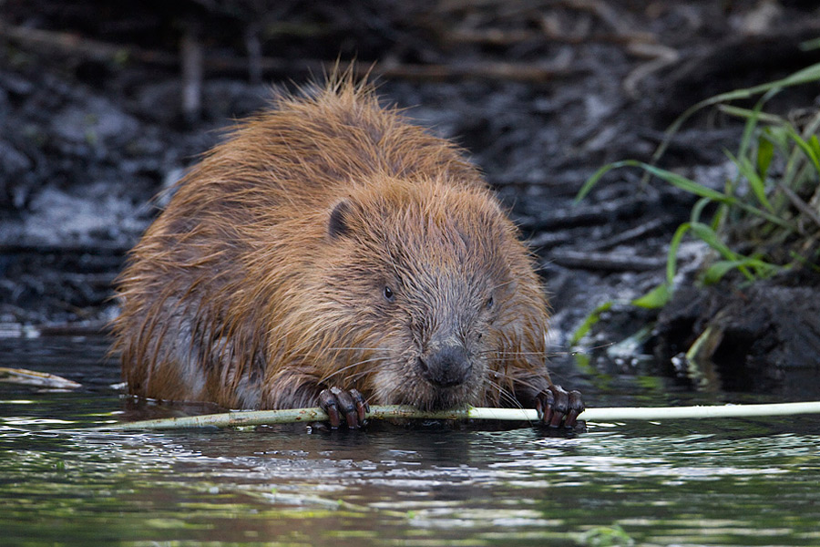 Symboltier der Gewässerbiotope: Biber