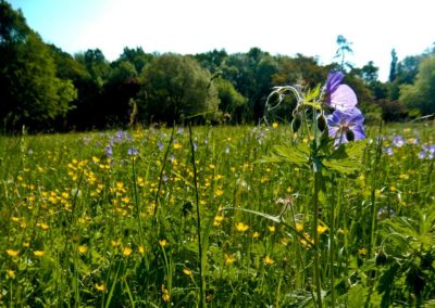 Tiergarten-Wiese Bernburg
