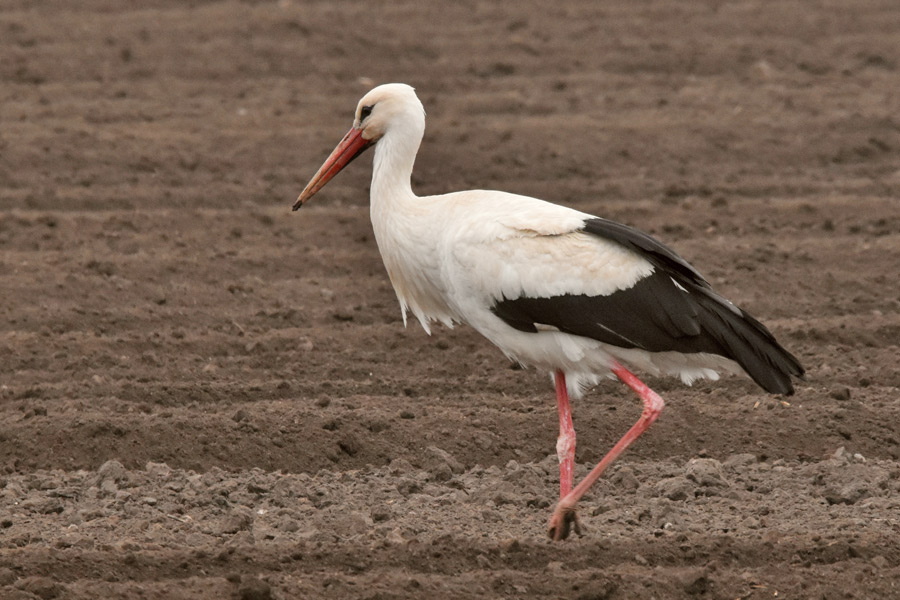 Symboltier Siedlungsraum: Weißstorch