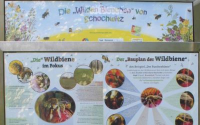 Eine Wildbienenwand für die Naturwerkstatt in Schochwitz