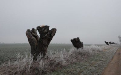 Streuobstwiese, Kopfweidenpflege und Co.