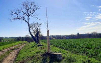 Aufforstung und Umbau Pappelreihe Gimritz