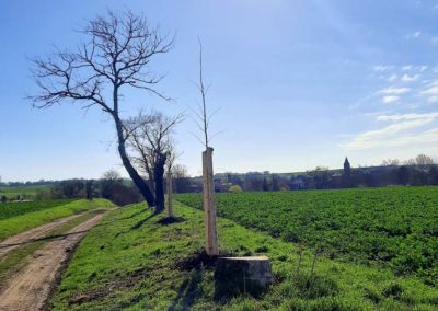 Aufforstung und Umbau Pappelreihe Gimritz