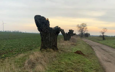 Kopfweidenpflege Gorsleben