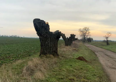 Kopfweidenpflege Gorsleben