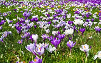 Blumenzwiebel-Sammelaktion