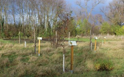 Vorstellung des Projektes Streuobstwiese Pobzig