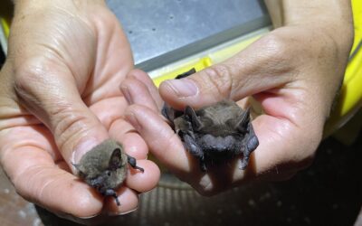 Batnight in Schochwitz – Fledermäuse hautnah erleben