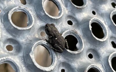 Amphibientreppe am Löschteich in Wils