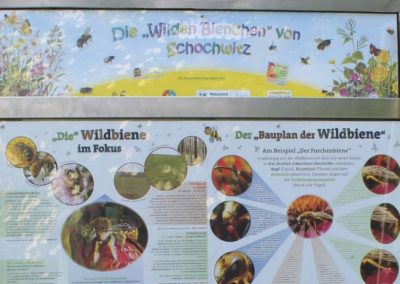 Eine Wildbienenwand für die Naturwerkstatt in Schochwitz