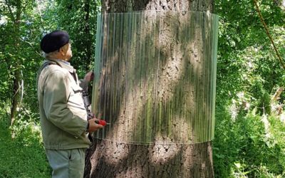 Anbringen von Baummanschetten zum Schutz von Brutplätzen verschiedener Greifvögel