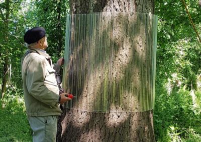 Anbringen von Baummanschetten zum Schutz von Brutplätzen verschiedener Greifvögel