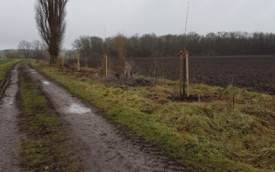 Umbau einer überalterten Pappelreihe in Zaschwitz