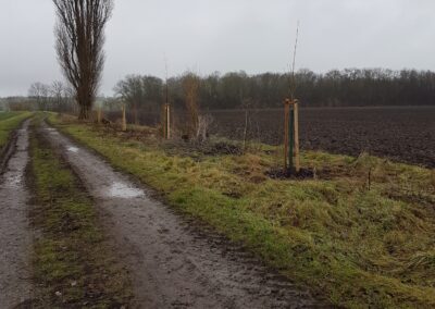 Umbau einer überalterten Pappelreihe in Zaschwitz