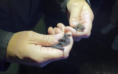 Batnight in Bernburg – Fledermäuse hautnah erleben