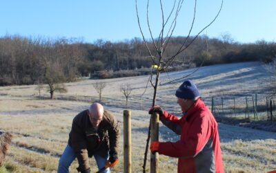 Saalesparkasse unterstützt Umweltprojekt „Erhalt der Obstbaumallee in Dobis“ der Vereine Naturpark „Unteres Saaletal“ e.V. und Dobiser Spillinge e.V.