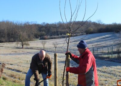 Erhalt der Obstbaumallee in Dobis