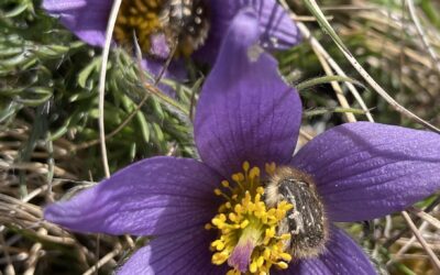 Kuhschellenwanderung 2026