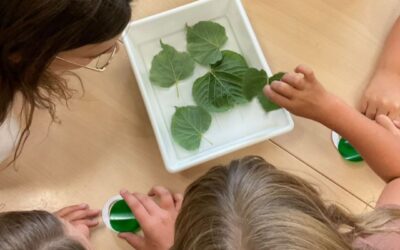 Naturerleben beim „grünen“ Projekttag